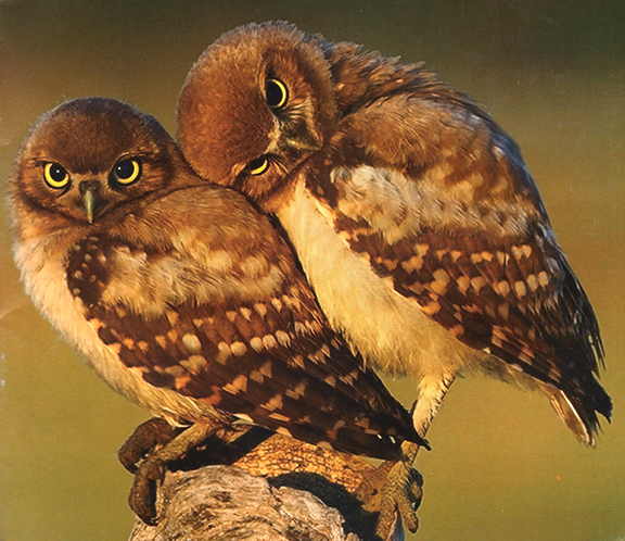 Loving owls