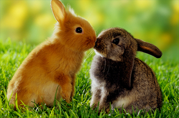 Two bunnies kissing