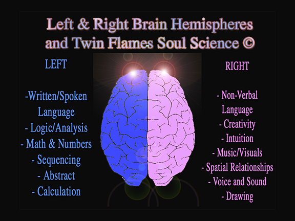 The Left & Right Brains